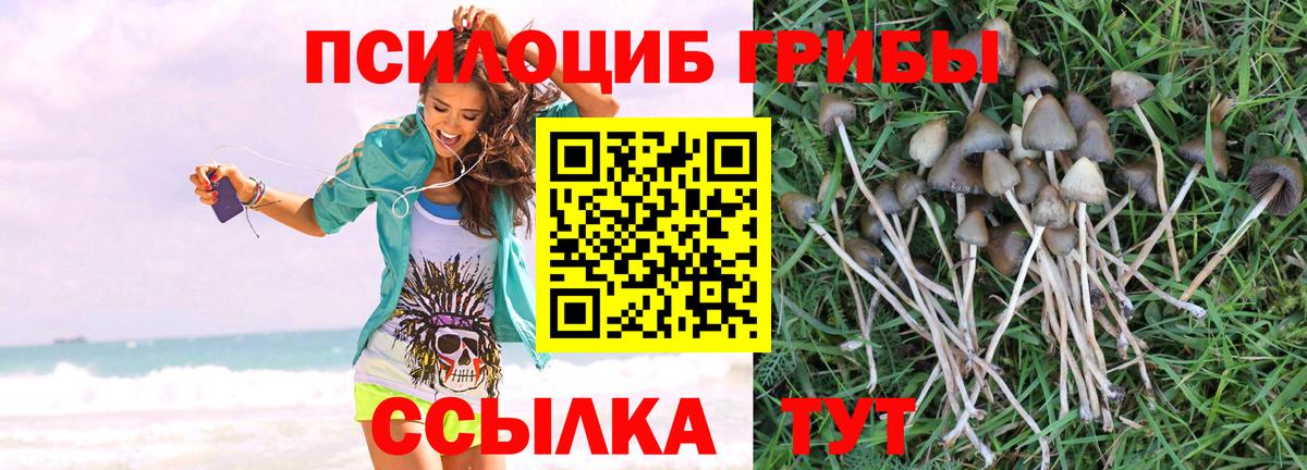 Псилоцибиновые грибы Psilocybine cubensis Асино
